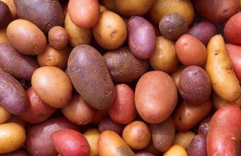 Potatoes, the world’s most widely grown tuber crop, were first cultivated