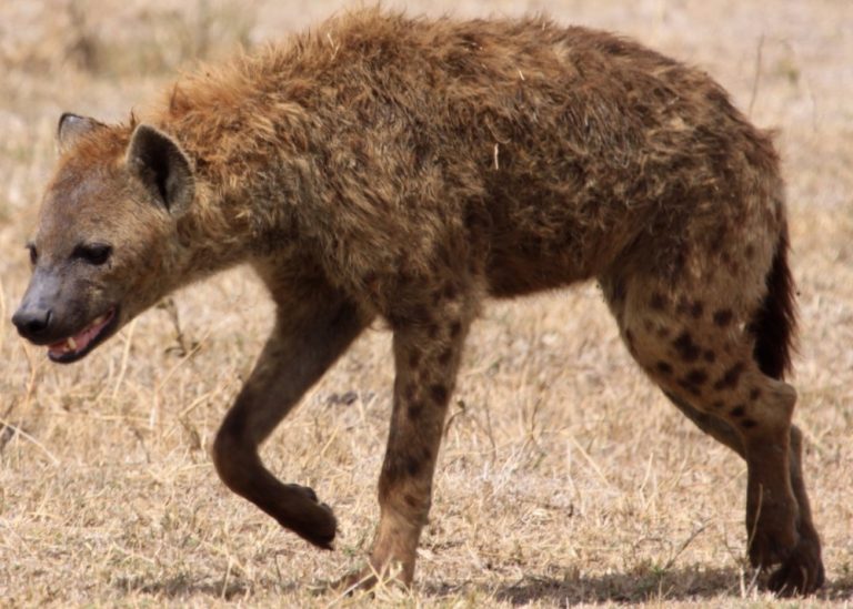 The USDA confirmed COVID-19 in Hyenas at a Colorado Zoo