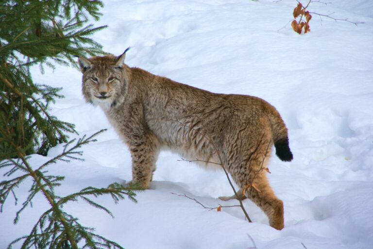 USDA confirmed COVID-19 in a Canada lynx at a Pennsylvania zoo