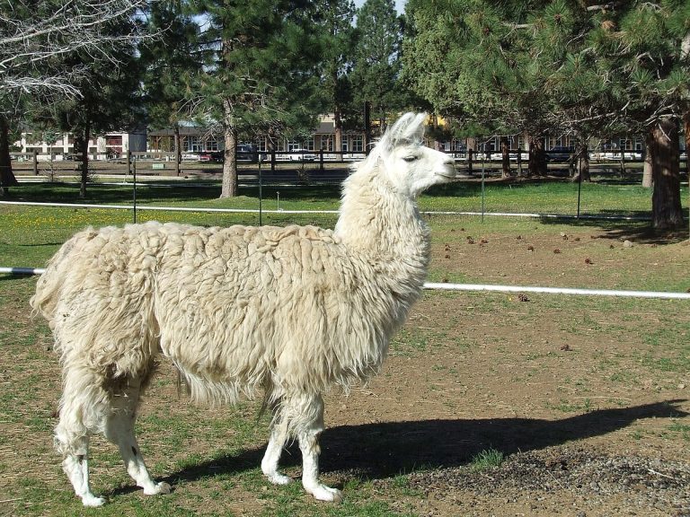 Llama antibodies could help fight SARS-CoV-2 variants