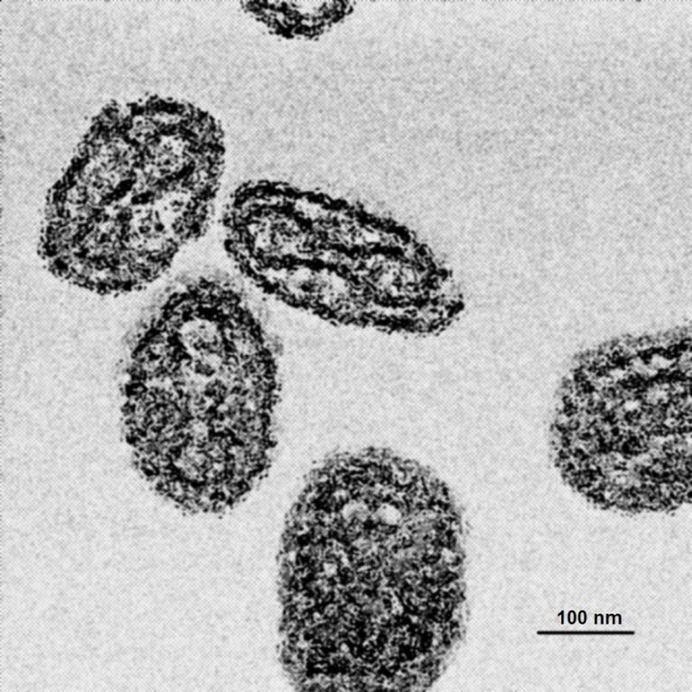 Variolation was introduced to Great Britain