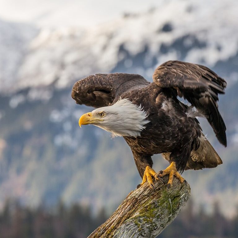 Oregon Department of Agriculture confirmed highly pathogenic avian influenza in the Pacific Flyway