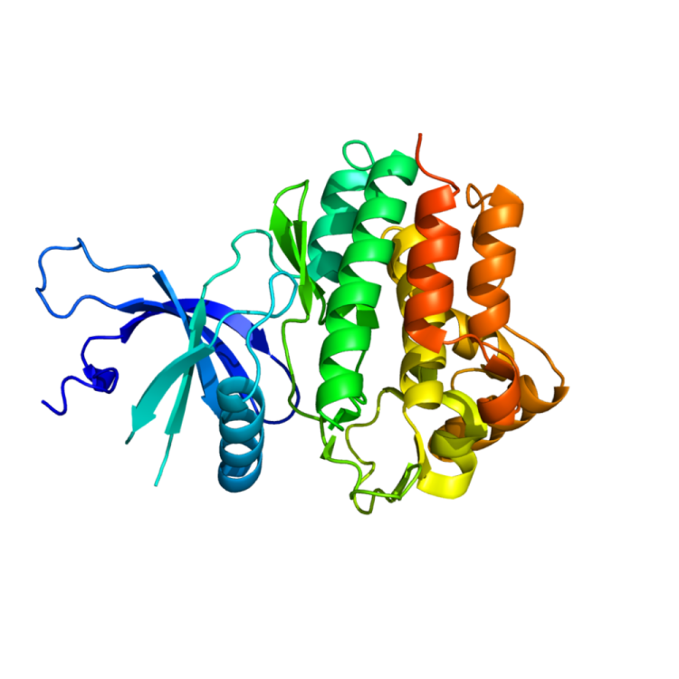 After more than 20 years, scientists solved the full-length structure of a Janus Kinase