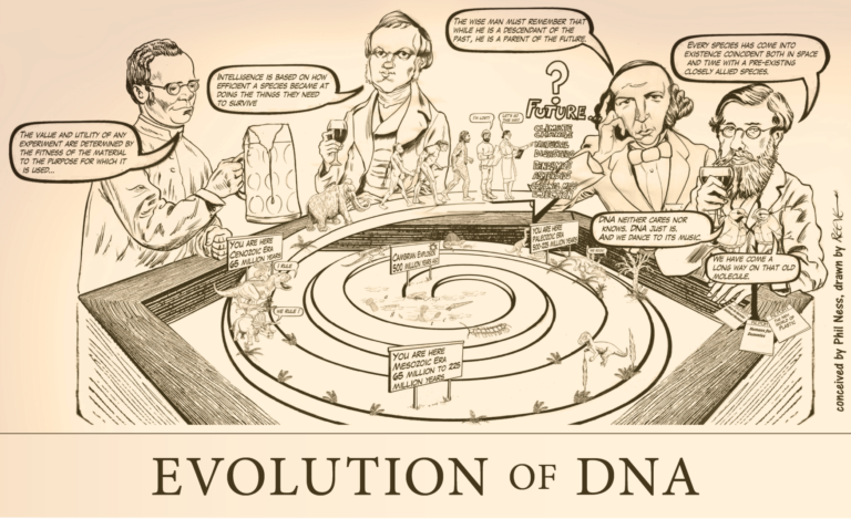 Evolution of DNA