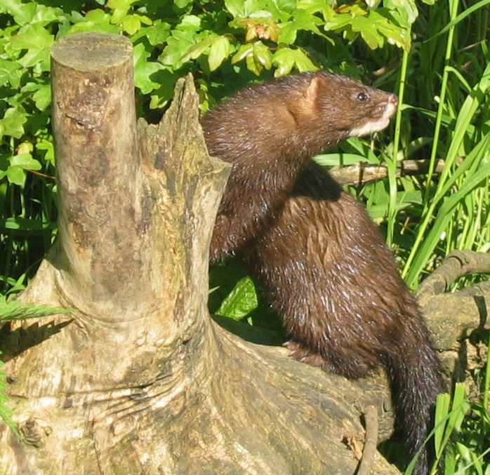 Genomic analysis revealed many animal species may be vulnerable to SARS-CoV-2 infection