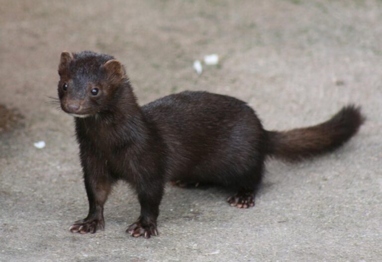USDA issued a conditional license for mink Coronavirus Vaccine