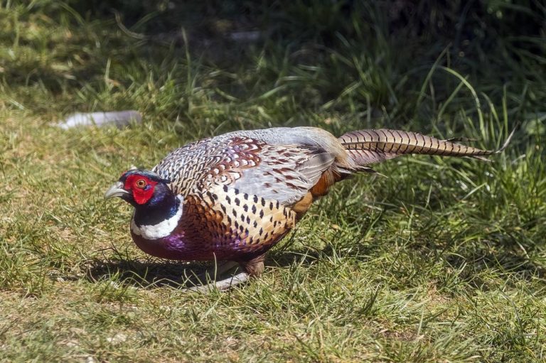 USDA confirmed highly pathogenic Avian influenza in Texas