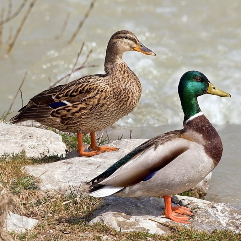 USDA dashboard shows broad view of Avian influenza in wild birds by U.S. County