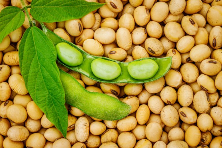 Soybeans were domesticated