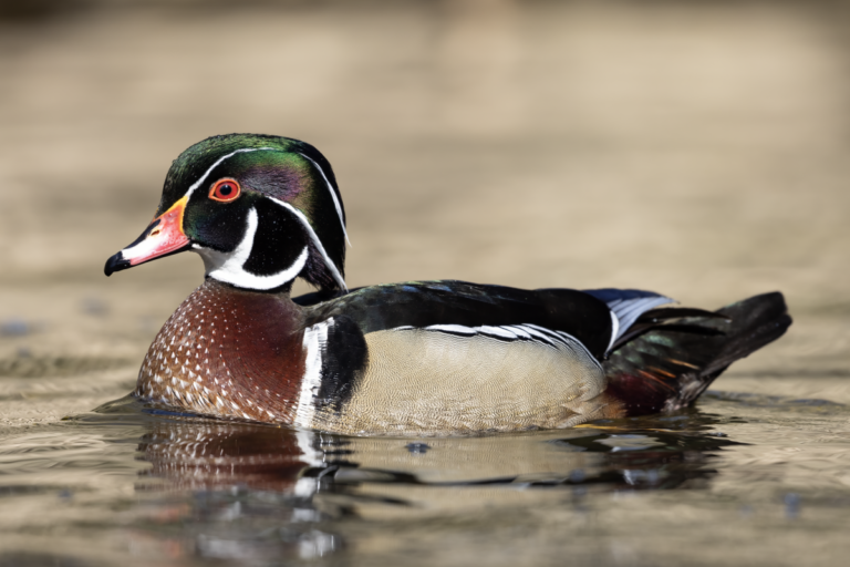 USDA confirmed highly pathogenic Avian influenza in Georgia