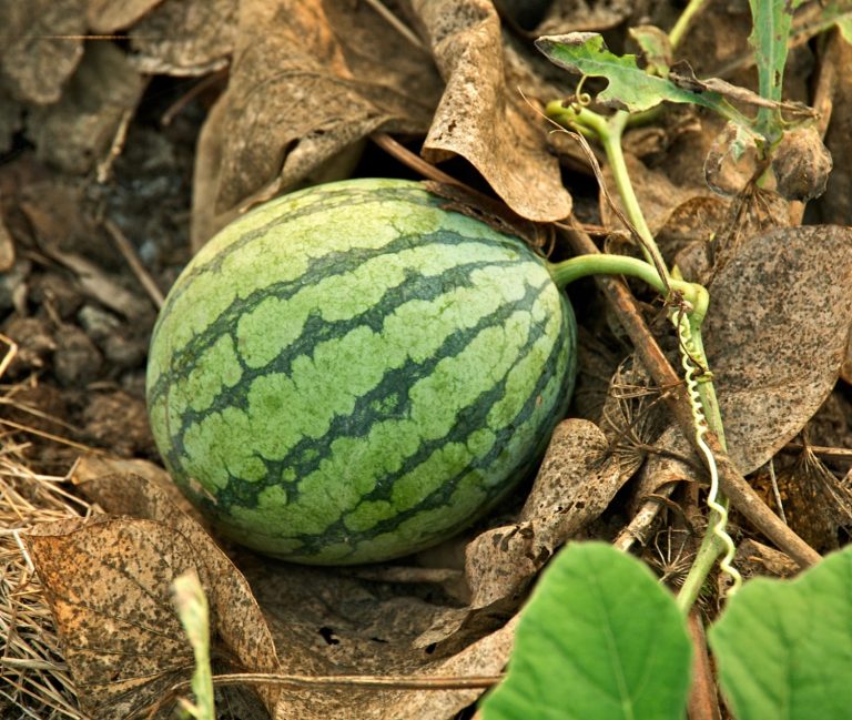 Genome of 6,000-year-old wild watermelon sequenced