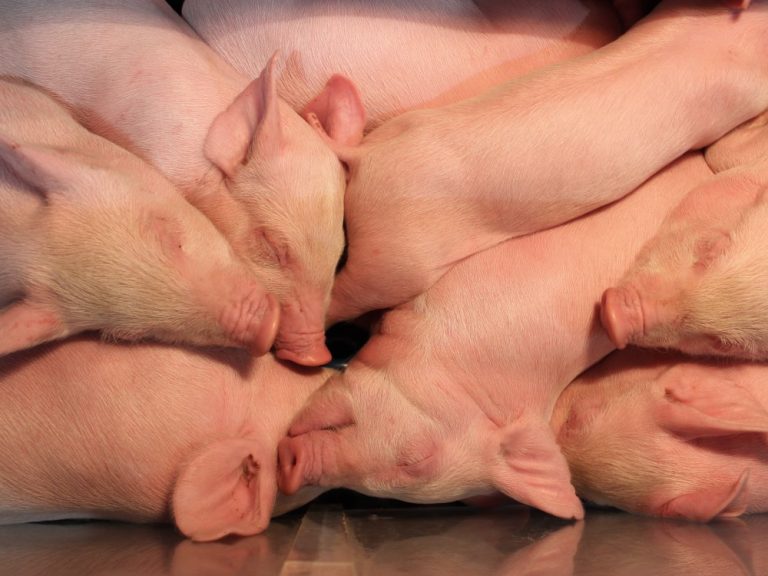 The CDC reported Two more variant flu cases from  swine exposure in Ohio and Pennsylvania