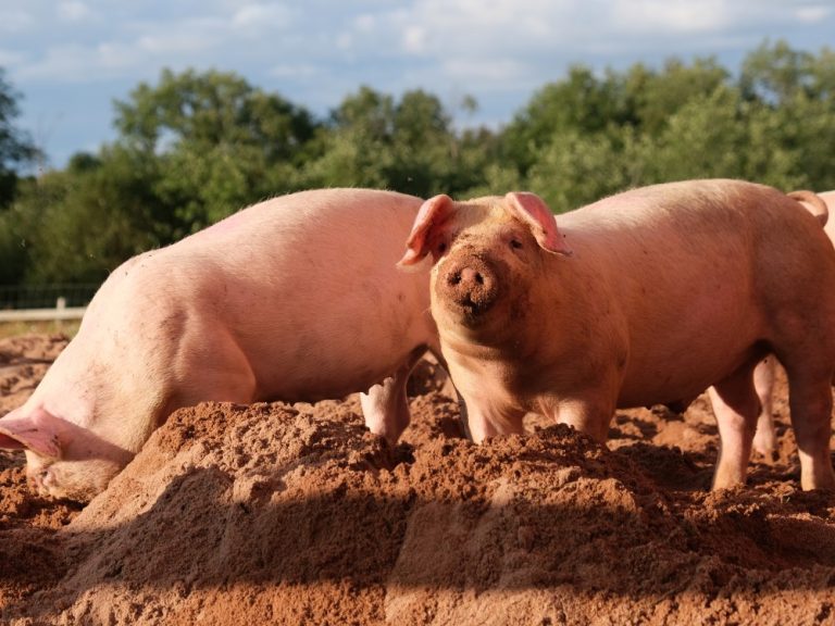 MatMaCorp’s DNA and RNA testing platform could help protect the U.S. pork supply from African swine fever