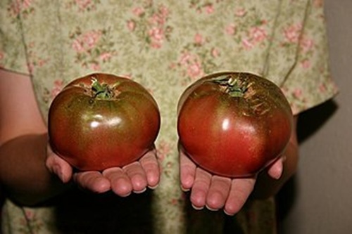 USDA issued positive Regulatory Status Review response for Norfolk Plant Sciences’ Purple Tomato