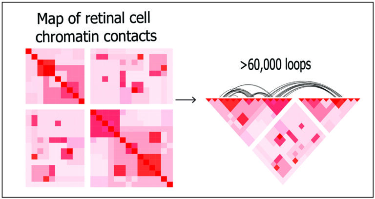 3D map revealed DNA organization within human retina cells