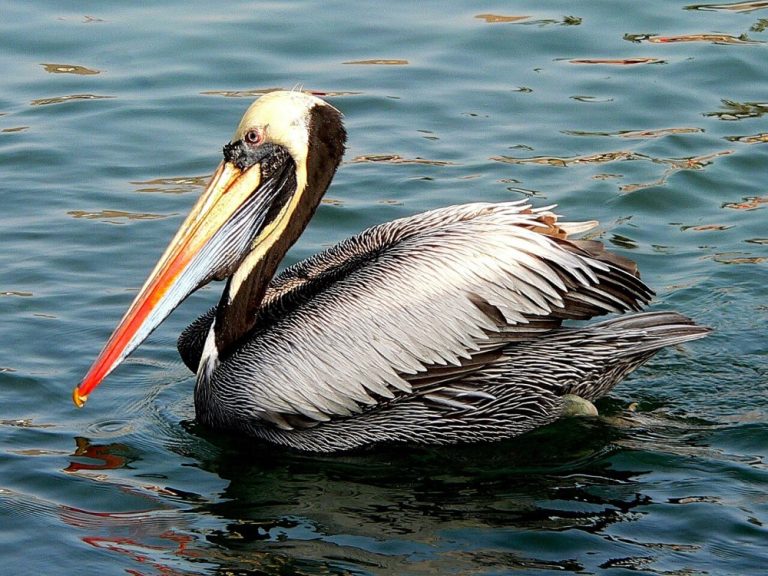 Peru reported first severe bird-flu outbreak