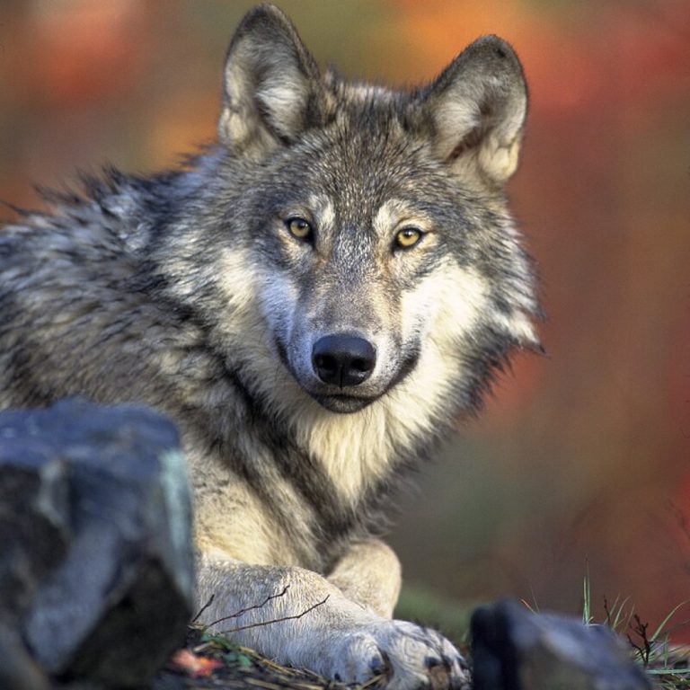 Wolves emboldened by parasite more likely to lead pack