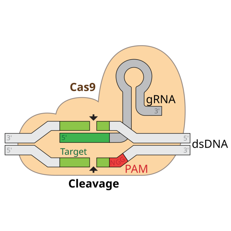 2.6 billion-year-old ancestors of the CRISPR gene-editing tool were resurrected