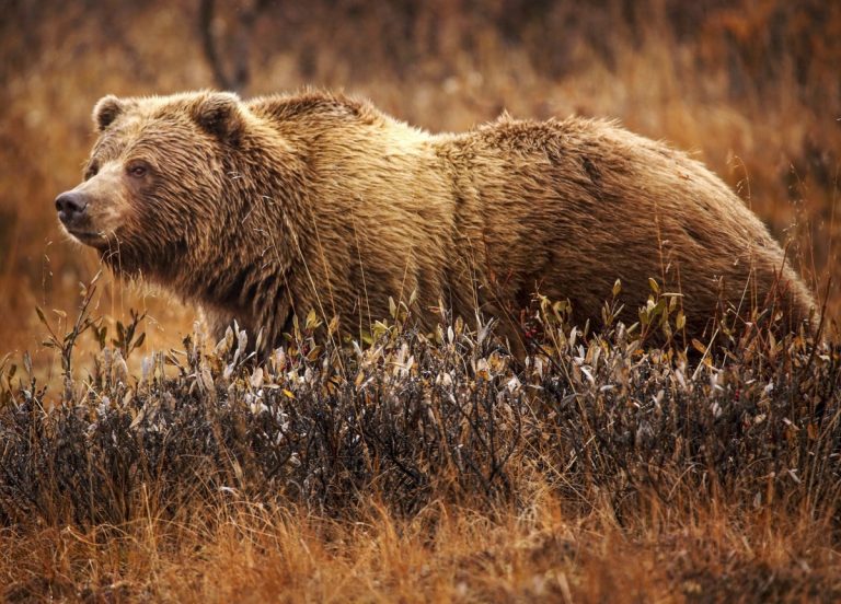 Three grizzly bears tested positive for highly pathogenic avian influenza in Montana