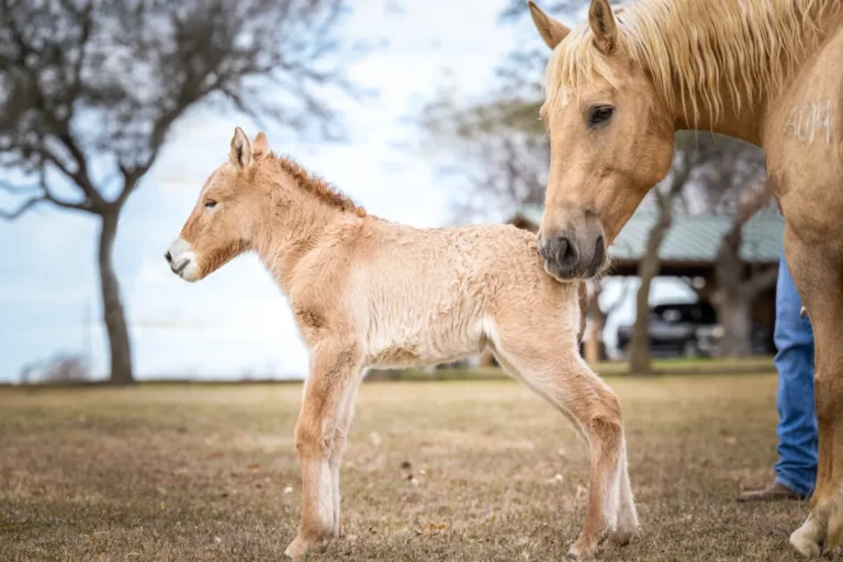 Second clone of endangered Przewalski’s horse born in conservation effort to save the species