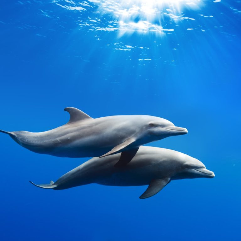 UK Animal and Plant Health Agency reported dolphins detected with avian flu found on beaches in England and Wales