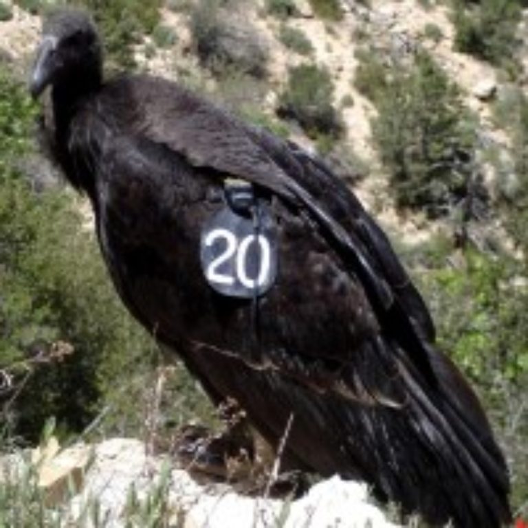 Highly pathogenic avian influenza confirmed as cause of three California condor mortalities in Arizona