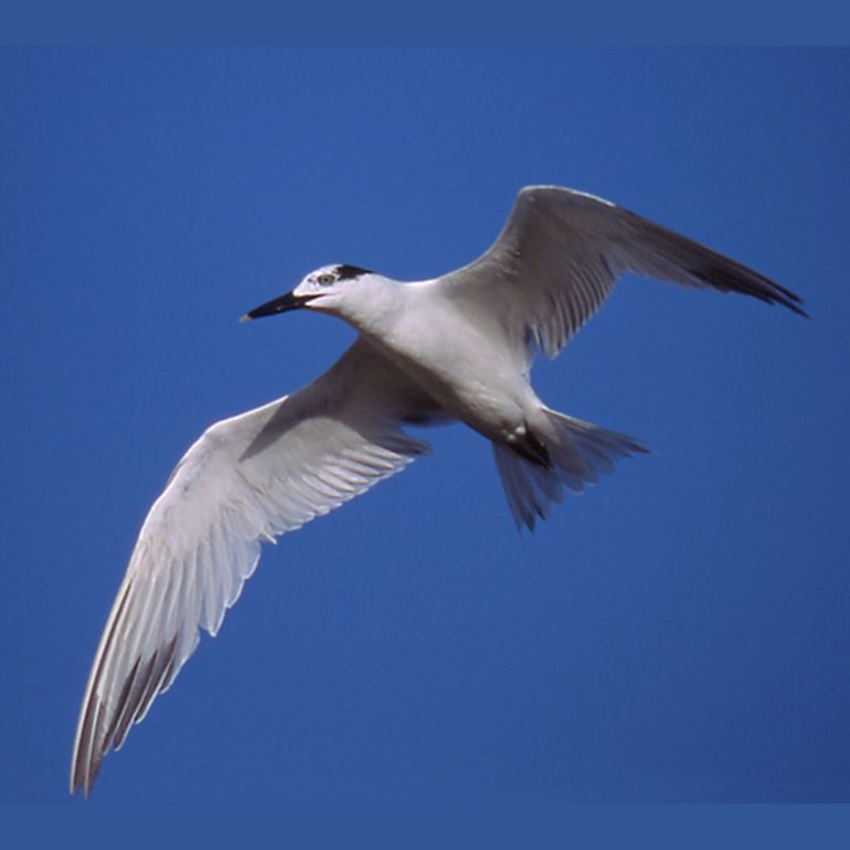 Brazil confirmed first ever avian flu cases in wild birds