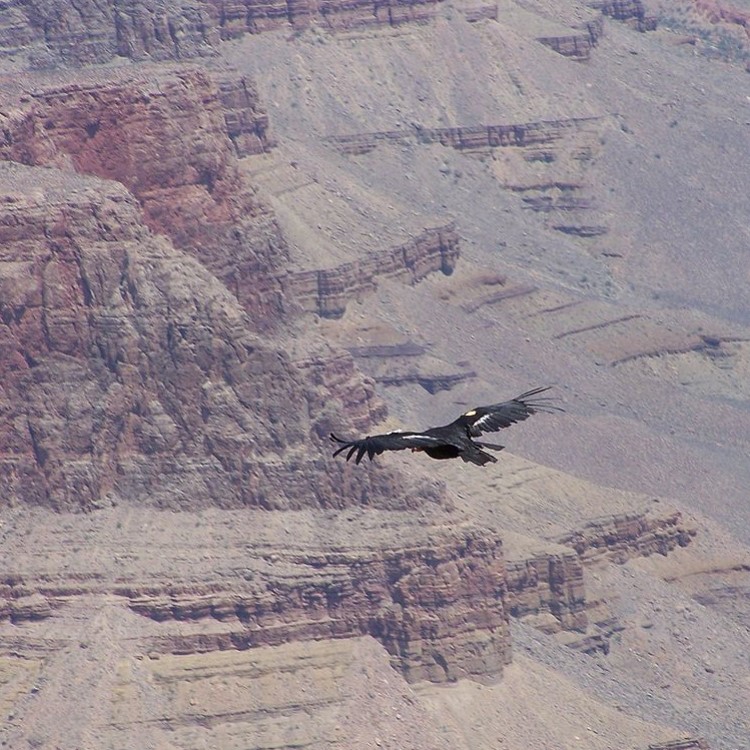 The Last endangered California Condor Was Taken into Captivity