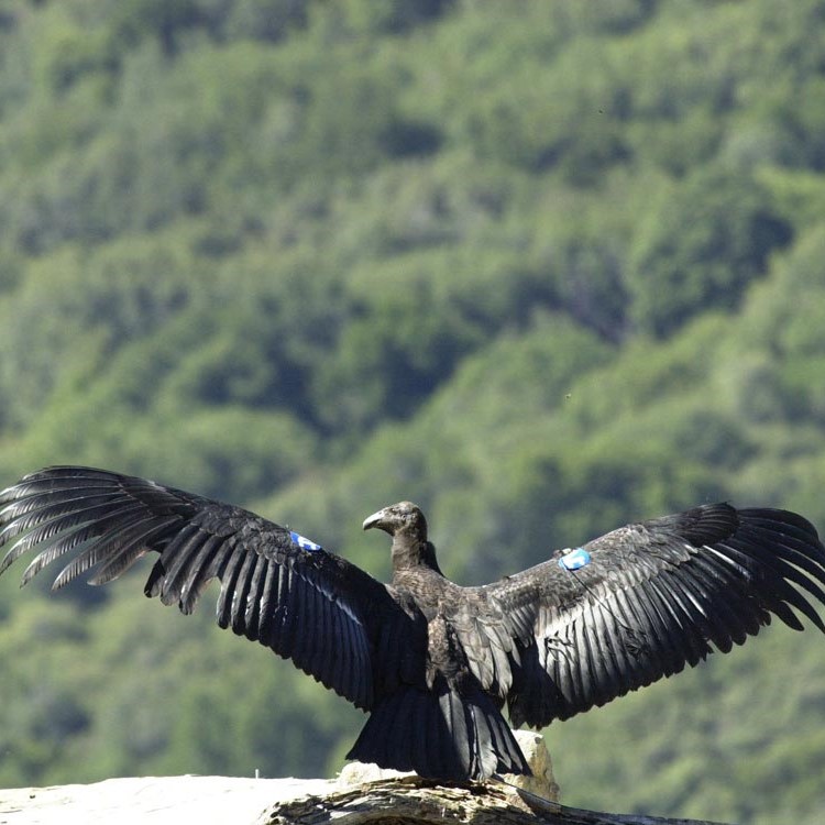 USDA took action to help protect endangered California Condors from highly pathogenic Avian influenza