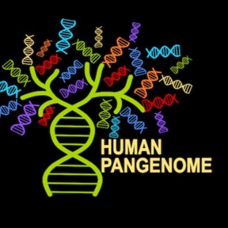 Scientists released a new human ‘pangenome’ reference