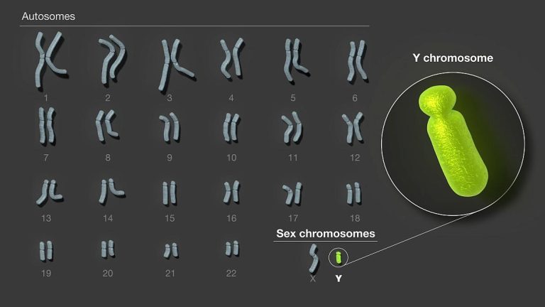 Scientists released the first complete sequence of a human Y chromosome