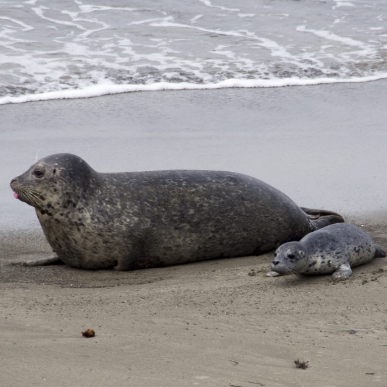 Avian influenza outbreak impacted shorebirds and seals near Fort Flagler State Park in Washington