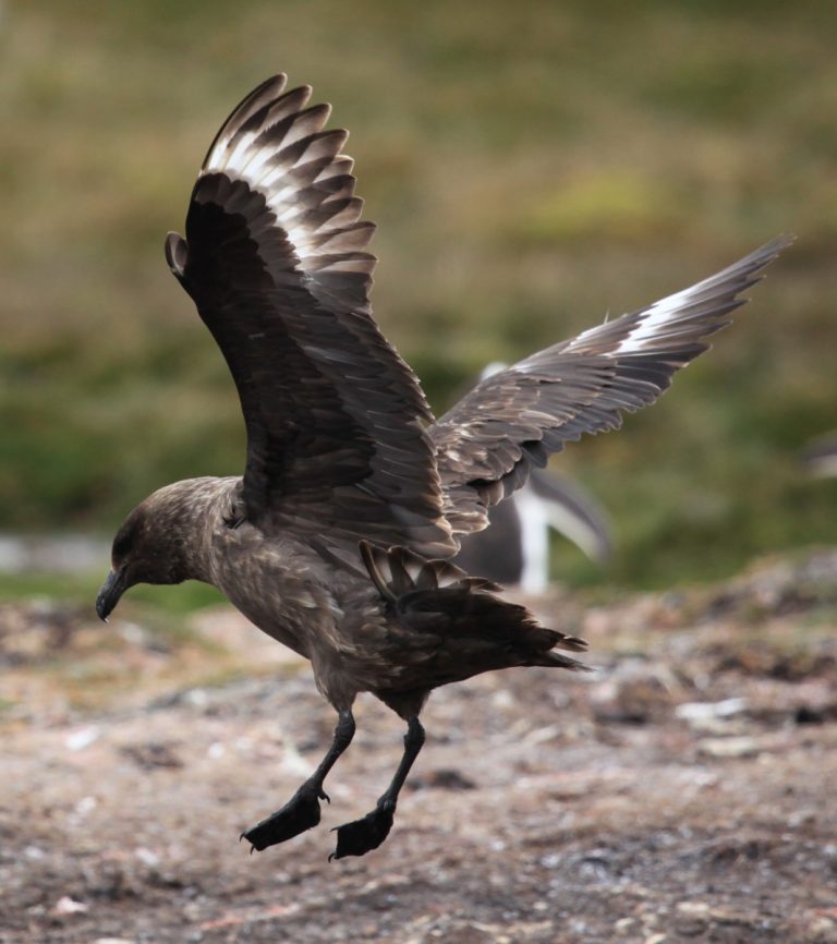 Highly pathogenic avian influenza confirmed on Bird Island, South Georgia – the first known cases in Antarctic