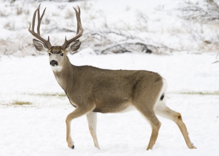 Mule deer tested positive for chronic wasting disease in Yellowstone National Park