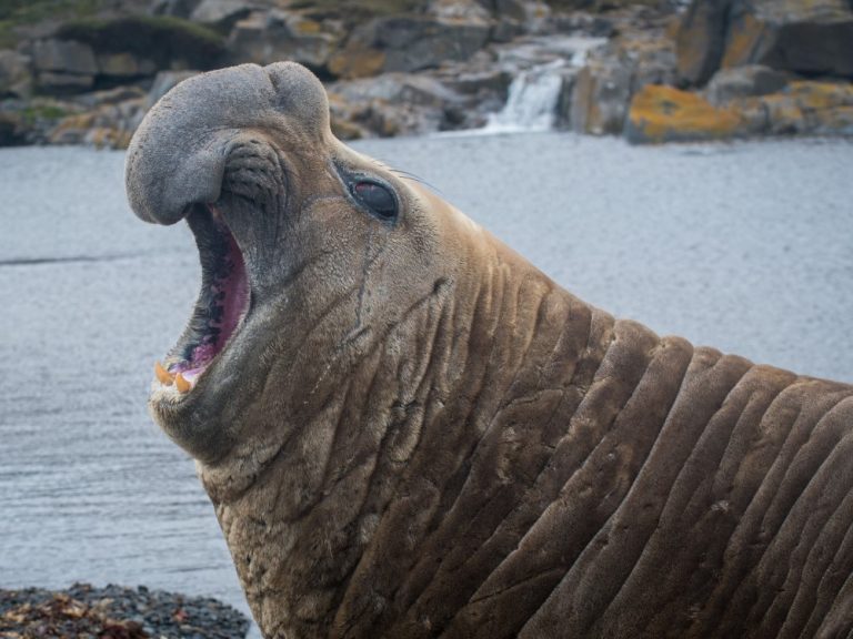 Catastrophic mortality of elephant seals in Argentina Identified as outbreak of avian influenza