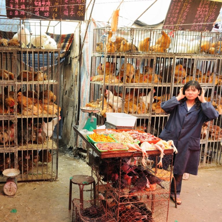 New study highlighted importance of bird flu surveillance in live bird markets