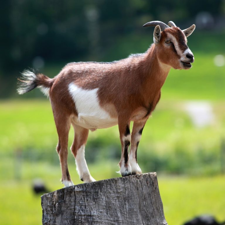 Goat tested positive for same influenza virus affecting poultry in Stevens County, Minnesota