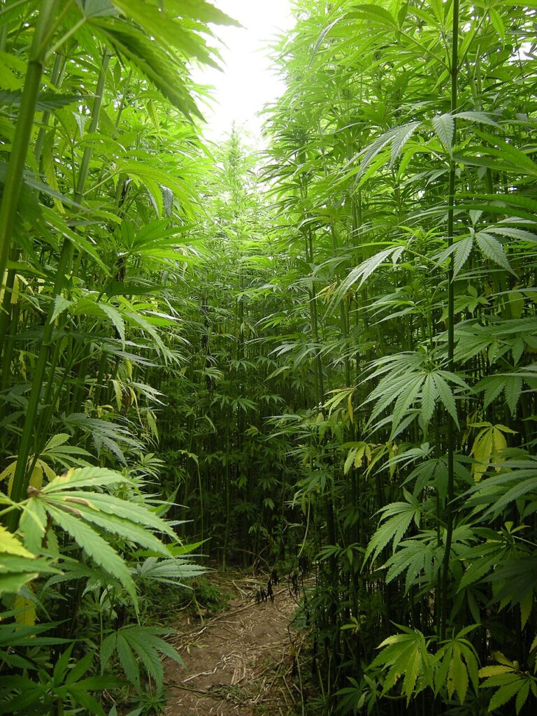 USDA approved genetically modified hemp plant to reduce THC and CBC levels