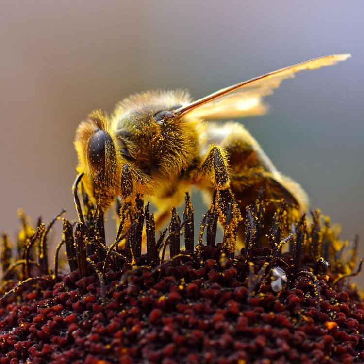 USDA researchers used edible blue-green algae to protect honey bees against viruses