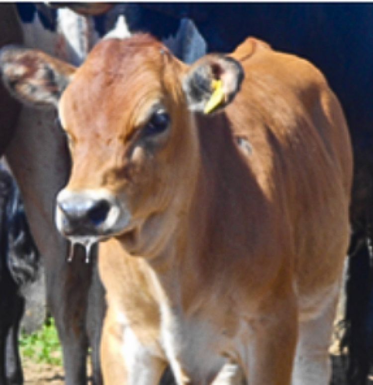 University of Illinois and Universidade de Sao Paulo develop first transgenic cow to produce human insulin in her milk