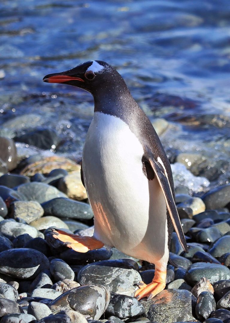 Penguins tested positive for Avian Flu on South Georgia