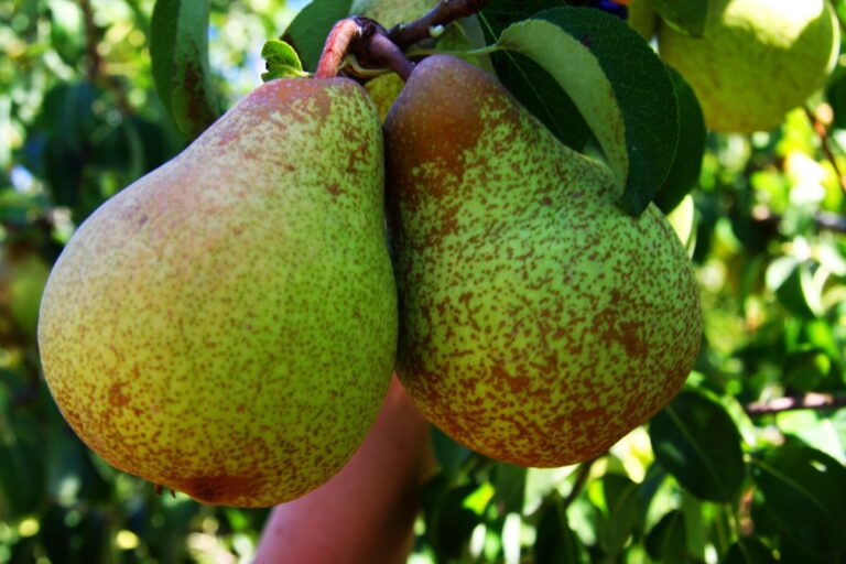 Cracking the pear genome: how students helped unlock a new tool for the pear industry