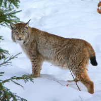 USDA confirmed COVID-19 in a Canada lynx at a Pennsylvania zoo