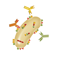 FDA cleared first COVID-19 home antigen test