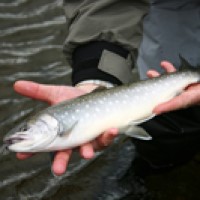 An antifreeze glycoprotein was discovered in fish living under the Antarctic icecaps