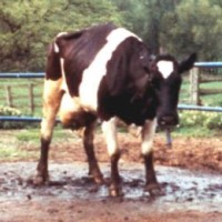 The USDA confirmed detection of Bovine Spongiform Encephalopathy (BSE) in California