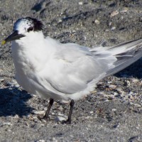 Brazil confirmed first ever avian flu cases in wild birds