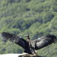 USDA took action to help protect endangered California Condors from highly pathogenic Avian influenza