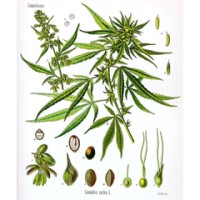 Medicinal Genomics mapped the genome of cannabis plant