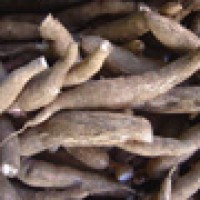 Researchers completed draft genome sequence for cassava